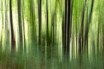 Spinning effect in the forest near Jankovac, Papuk national park, Croatia