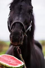 Obraz premium horse portrait and half of watermelon. outdoor. feeding concept