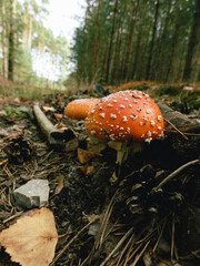 Jesienne grzyby © Krzesimir