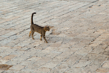 A stray cat goes about his business on the street.