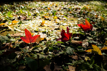 公園の紅葉と落ち葉