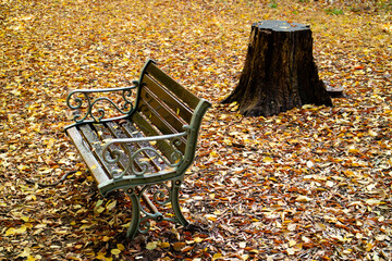 公園の紅葉と落ち葉