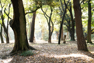 公園の紅葉と落ち葉