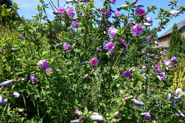 Zarte rosa violette Blüten in einem sehr grünen Gebüsch. Hibiskus Strauch in der Sonne. Hochsommer Blumen mit Blüten. © Sophia