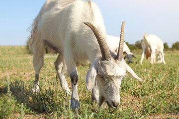 Obraz na płótnie Canvas Cute goats on pasture at farm. Animal husbandry