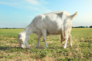 Obraz premium Cute goat on pasture at farm. Animal husbandry