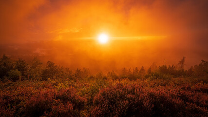 Fototapeta na wymiar Orange glow during a sunset in the Black Forest
