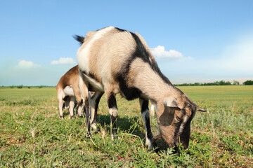Obraz premium Cute goats on pasture at farm. Animal husbandry