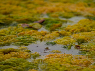 Close-up of green algae background.