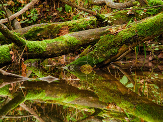 The roots of trees in the water. reflection of tree branches, the sun and its rays in the dark water of the lake.