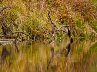 Autumn forest trees are reflected in the river. River in autumn forest. Forest river in autumn