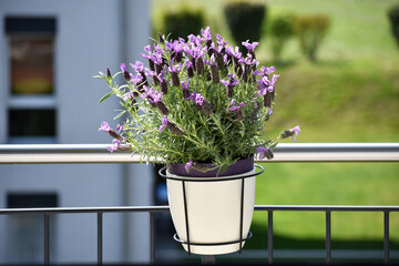 Violet lavender bloom flowers in a white pot on balcony on a sunny day