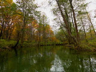 Fototapeta na wymiar Autumn forest trees are reflected in the river. River in autumn forest. Forest river in autumn