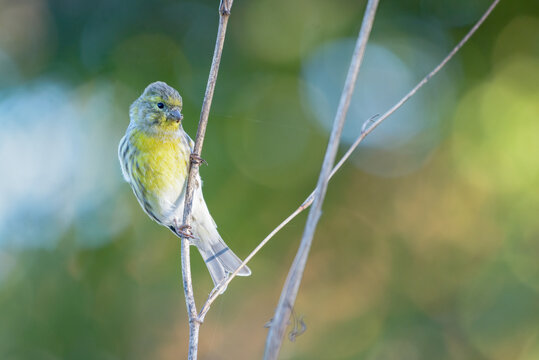 European Serin Serinus serinus perched isolated on colourful background in Portugal