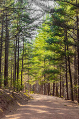 Dirt track through a Pine Forest Plantationin