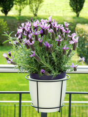 Violet lavender in a white pot on balcony on a sunny day