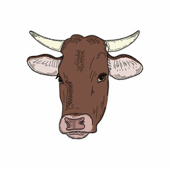 Drawing, engraving, ink, line art, vector illustration cow milk farm concept colored sketch in silhouette on a white background.