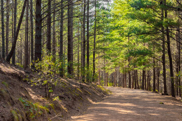 Fototapeta na wymiar Dirt track through a Pine Forest Plantationin