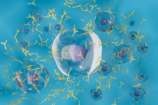 抗体を産生する形質細胞のイメージ