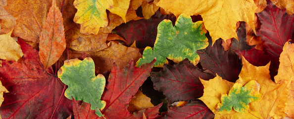 Naklejka na ściany i meble Beautiful background of multicolored fallen autumn leaves.