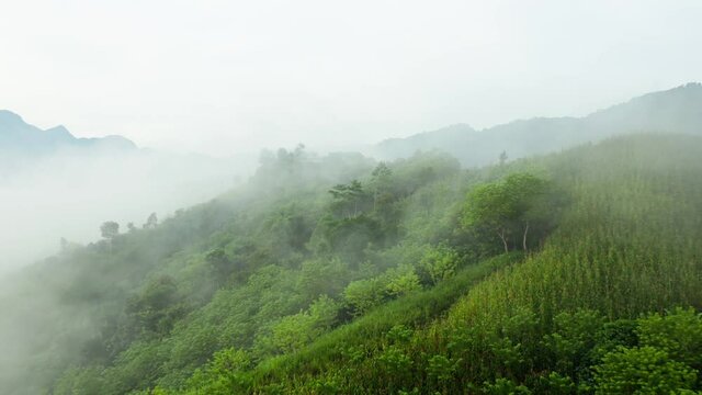 An aerial 4K footage of the Jungle in Alta Verapaz near Lanquin in Guatemala on a foggy day