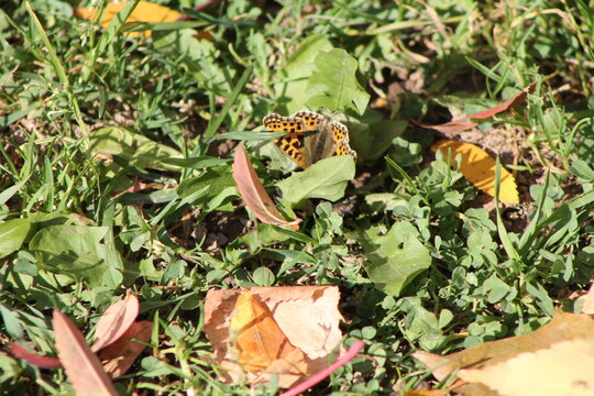 butterfly sitting in the grass in autumn