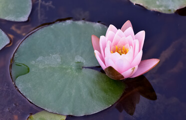 plants that grow in water. photos of lotus flowers.