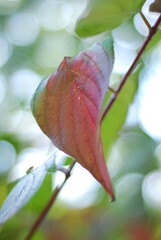 Red autumn leaves