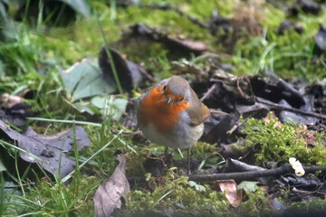 Rotkehlchen auf Moos
