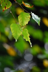 Leaves in autumn