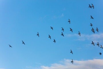pigeons flying 