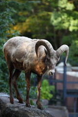 オオツノヒツジ