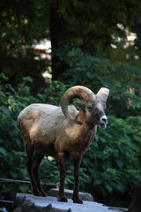 オオツノヒツジ