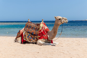 Camel is sitting at egyptian beach Sharm El Naga, beautiful blue sea and sky