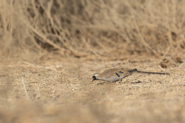 namaqua dove