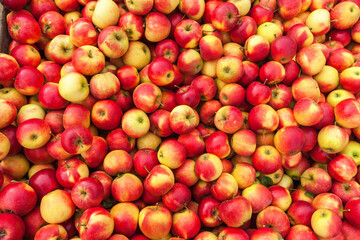 Naklejka na ściany i meble Picked red apples at harvest