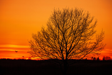 Naklejka premium Tree in silhouette against a beautiful evening sky