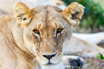 Lioness lying and staring
