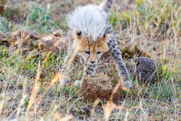 Cheetah cub in the grass on the African savannah