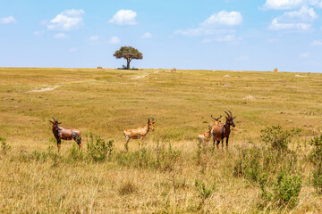 Naklejka na ściany i meble Flock of Hartebeest in the savannah with a single tree on a hill