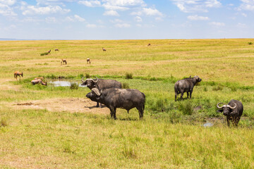 Savanna landscape with African buffalos and antelopes