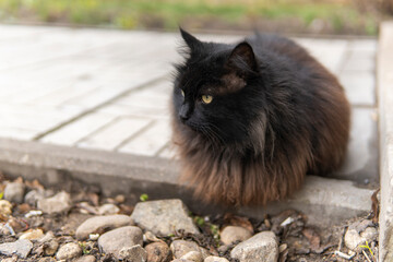 black cat sits on the street. sheds