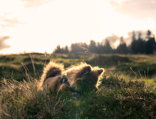 Zwergspitz Spitz Hund Pomeranian 