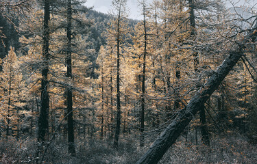 Fallen tree in snow covered larch forest