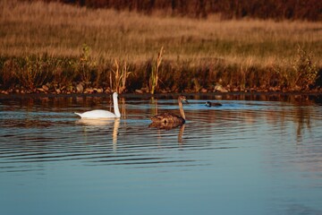Swans floating on the calm surface of the river in autumn colors