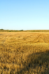 The field after the harvest of golden-colored bread.