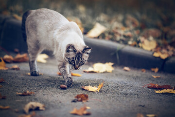 Portrait of a Thai cat in nature.  A Thai cat walks in autumn leaves. Cat and autumn.