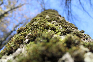 moss on tree trunk closeup and blue sky background 