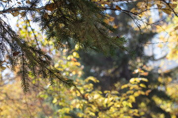 Beautiful autumn landscape with yellow trees, fir branches and sun. Colorful foliage in the park. Falling leaves natural background