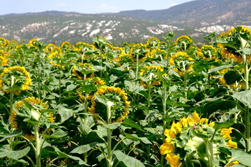 field of sunflowers, sunflowers facing back.